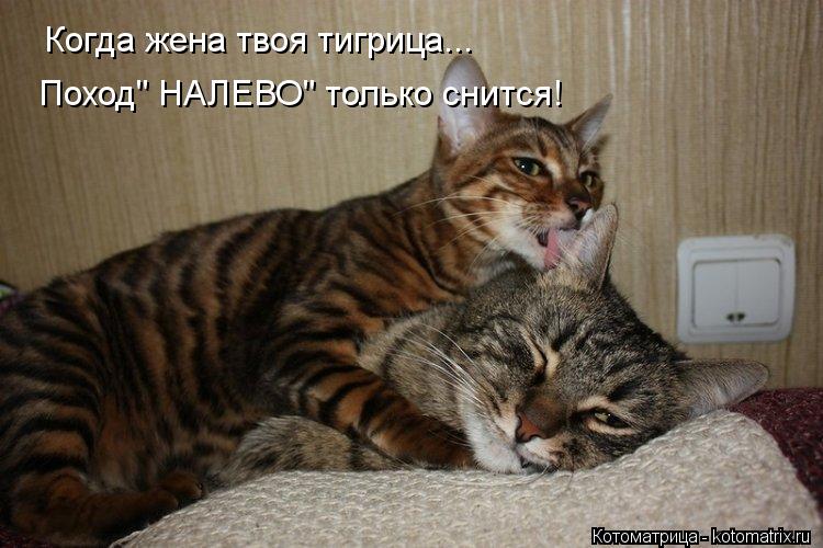 Когда жена твоя тигрица... Поход" НАЛЕВО" только снится!... Котоматрица: Когда жена твоя тигрица... Поход" НАЛЕВО" только снится!