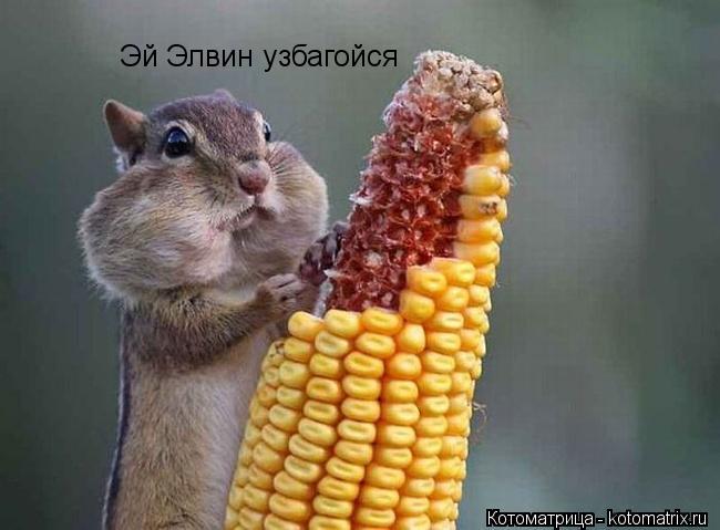 Эй Элвин узбагойся... Котоматрица: Эй Элвин узбагойся