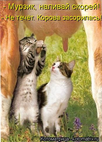 - Не течёт. Корова засорилась! - Мурзик, наливай скорей!... Котоматрица: - Не течёт. Корова засорилась! - Мурзик, наливай скорей!