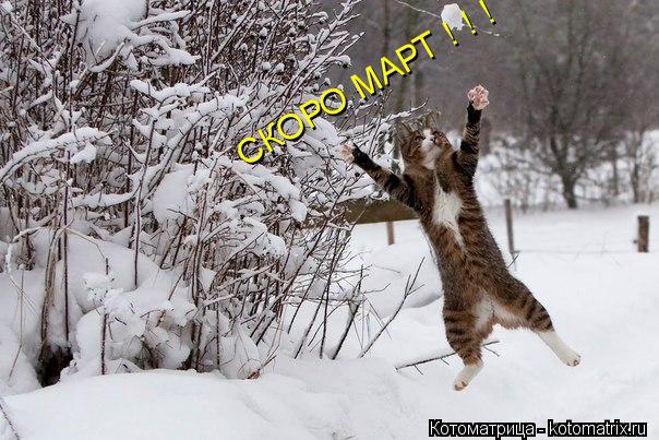 СКОРО МАРТ ! ! !... Котоматрица: СКОРО МАРТ ! ! !