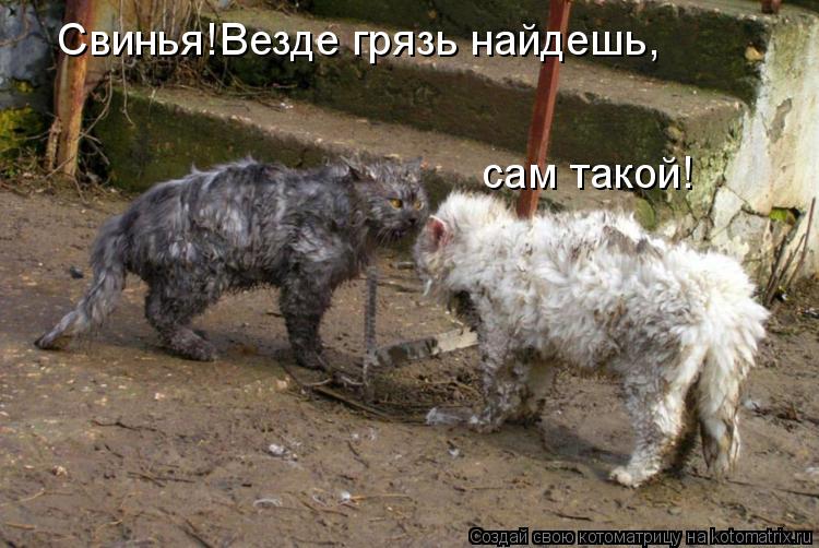 Котоматрица: Свинья!Везде грязь найдешь, сам такой!