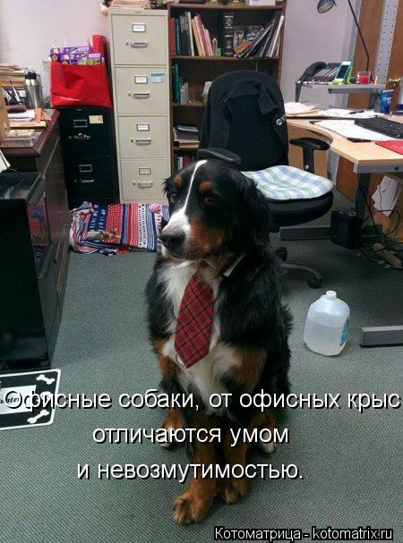 Котоматрица: Офисные собаки, от офисных крыс  отличаются умом и невозмутимостью.