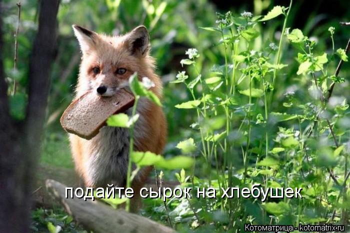 подайте сырок на хлебушек... Котоматрица: подайте сырок на хлебушек