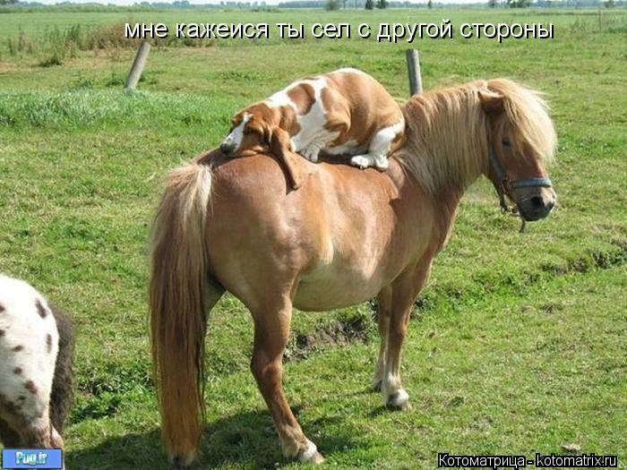Котоматрица: мне кажеися ты сел с другой стороны