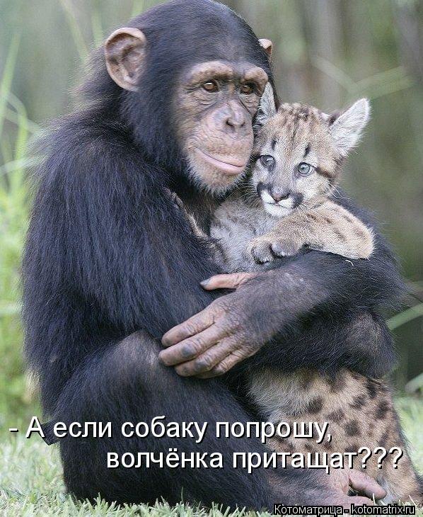 Котоматрица: - А если собаку попрошу,  волчёнка притащат???