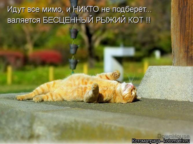 Идут все мимо, и НИКТО не подберёт... валяется БЕСЦЕННЫЙ РЫЖИЙ КОТ !!... Котоматрица: Идут все мимо, и НИКТО не подберёт... валяется БЕСЦЕННЫЙ РЫЖИЙ КОТ !!