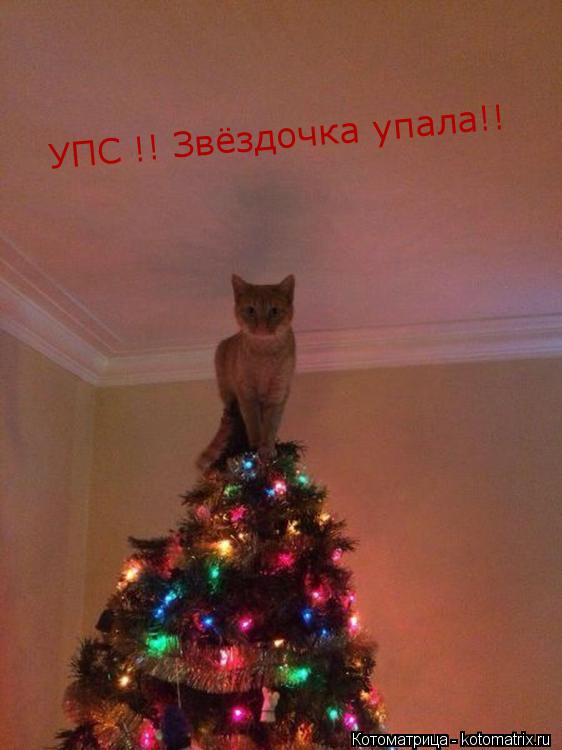 УПС !! Звёздочка упала!!... Котоматрица: УПС !! Звёздочка упала!!