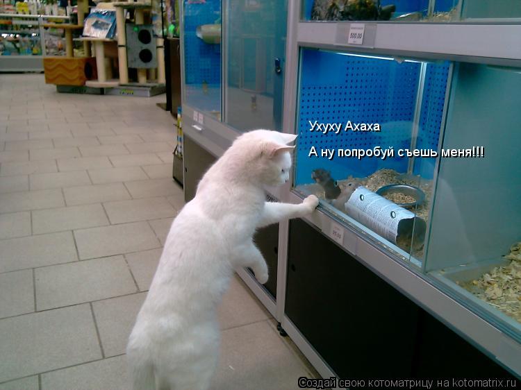 Ухуху Ахаха А ну попробуй съешь меня!!!... Котоматрица: Ухуху Ахаха А ну попробуй съешь меня!!!