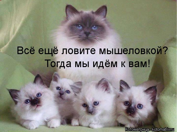 Всё ещё ловите мышеловкой? Тогда мы идём к вам!... Котоматрица: Всё ещё ловите мышеловкой? Тогда мы идём к вам!