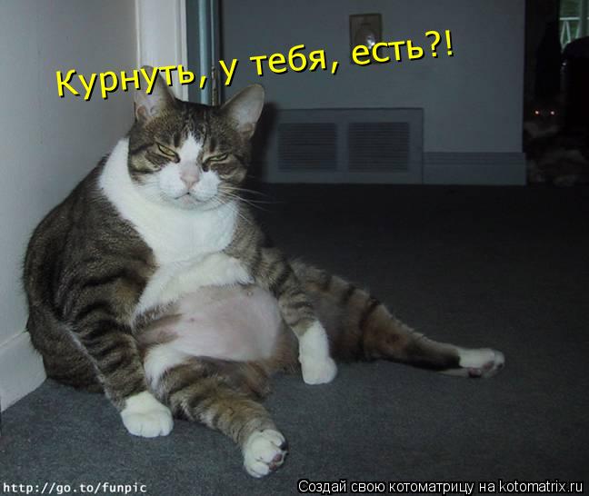 Курнуть, у тебя, есть?!... Котоматрица: Курнуть, у тебя, есть?!