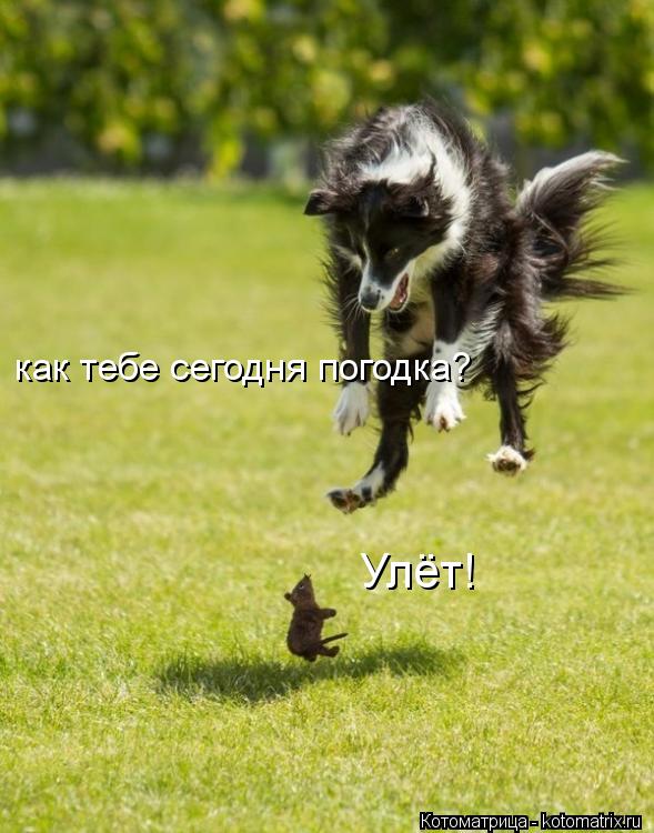 Котоматрица: как тебе сегодня погодка? Улёт!