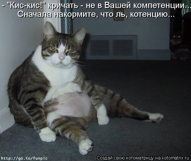 - "Кис-кис!" кричать - не в Вашей компетенции... Сначала накормите, что ль, котенцию...... Котоматрица: - "Кис-кис!" кричать - не в Вашей компетенции... Сначала накормите, что ль, котенцию...
