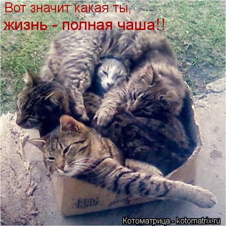 Котоматрица: Вот значит какая ты,  жизнь - полная чаша!!