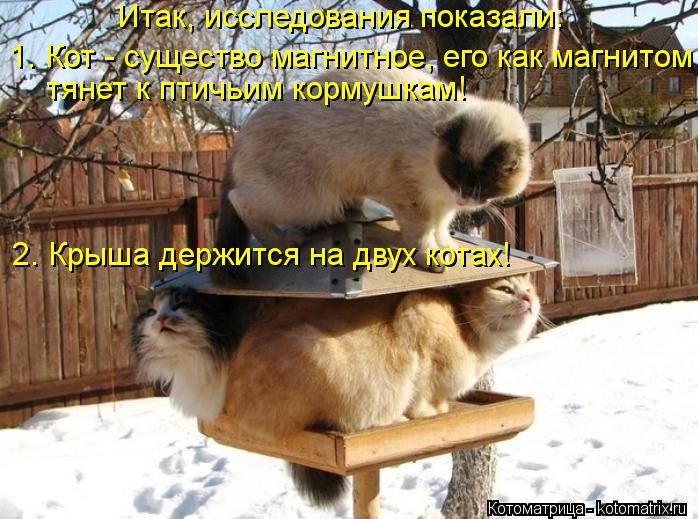 Котоматрица: Итак, исследования показали: 1. Кот - существо магнитное, его как магнитом тянет к птичьим кормушкам! 2. Крыша держится на двух котах!