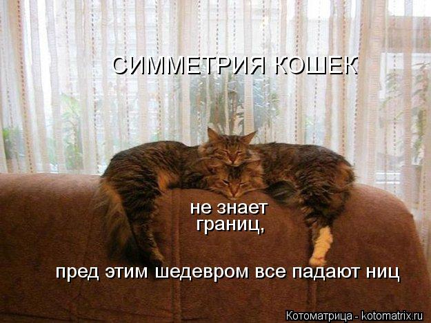 Котоматрица: СИММЕТРИЯ КОШЕК не знает границ, пред этим шедевром все падают ниц