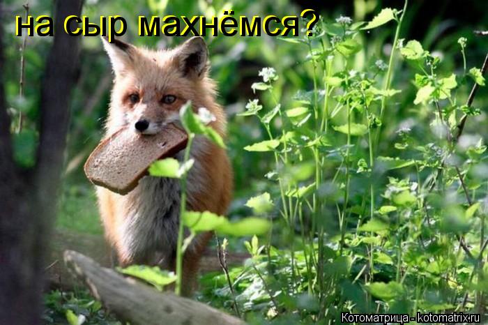 Котоматрица: на сыр махнёмся? на сыр махнёмся?
