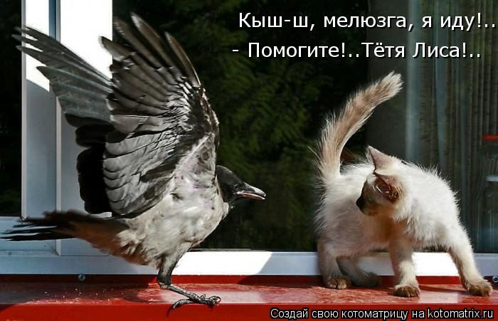 Кыш-ш, мелюзга, я иду!.. - Помогите!..Тётя Лиса!..... Котоматрица: Кыш-ш, мелюзга, я иду!.. - Помогите!..Тётя Лиса!..