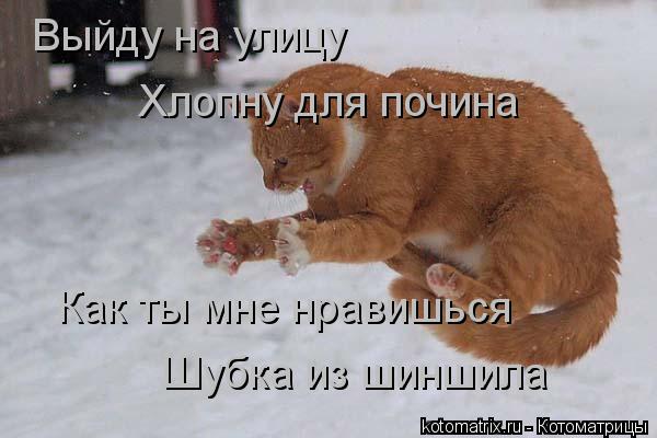 Выйду на улицу Хлопну для почина Как ты мне нравишься Шубка из шиншила... Котоматрица: Выйду на улицу Хлопну для почина Как ты мне нравишься Шубка из шиншила