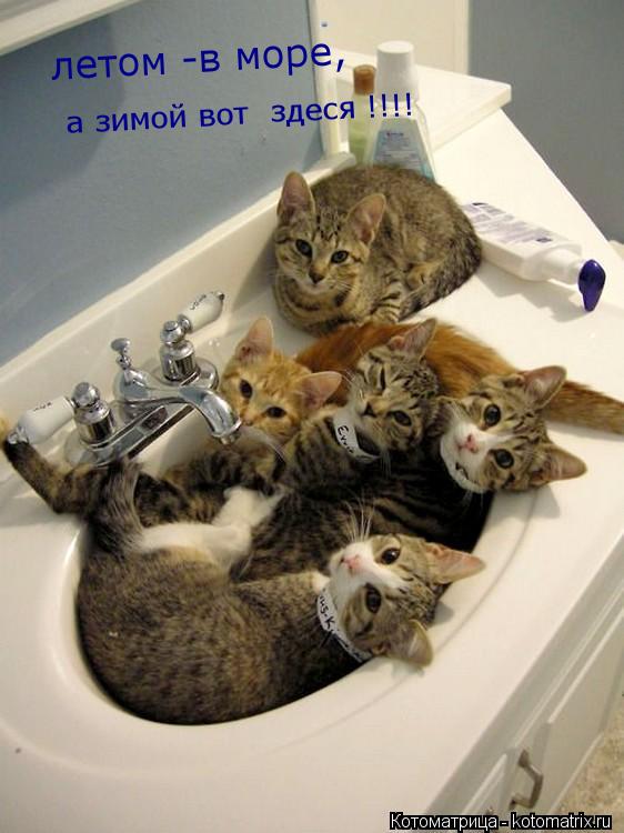 летом -в море, летом -в море, а зимой вот здеся !!!!... Котоматрица: летом -в море, летом -в море, а зимой вот здеся !!!!