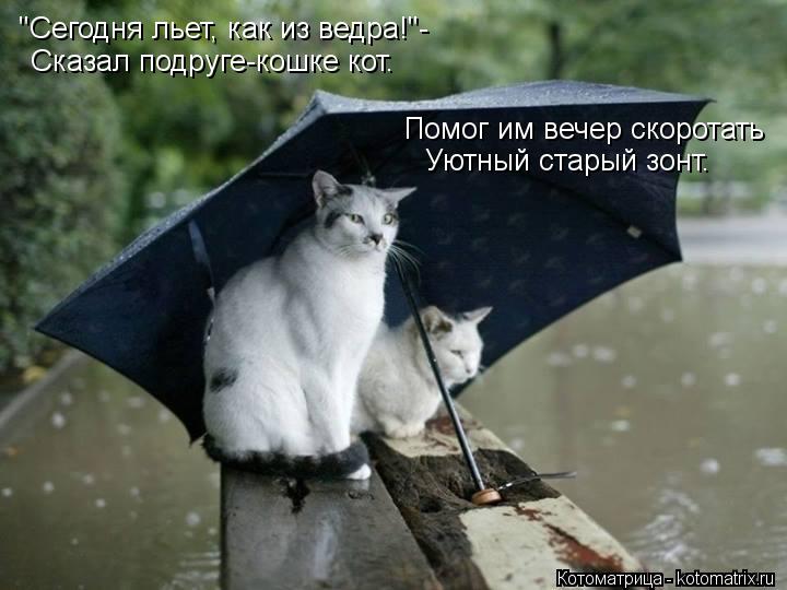 Котоматрица: "Сегодня льет, как из ведра!"- Сказал подруге-кошке кот. Помог им вечер скоротать Уютный старый зонт.