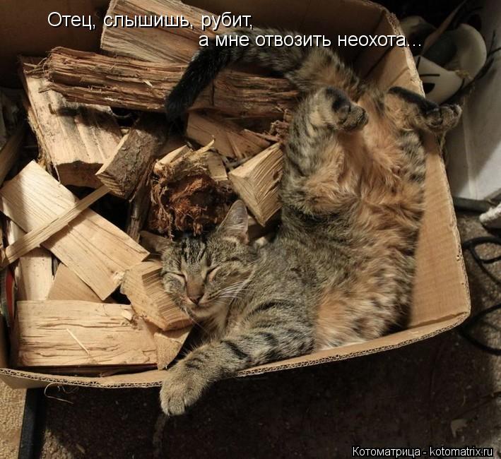 Котоматрица: Отец, слышишь, рубит, а мне отвозить неохота...