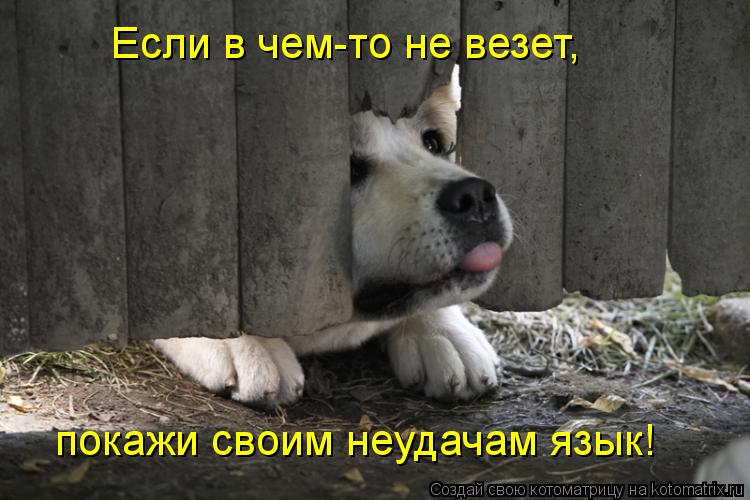 Если в чем-то не везет, покажи своим неудачам язык!... Котоматрица: Если в чем-то не везет, покажи своим неудачам язык!