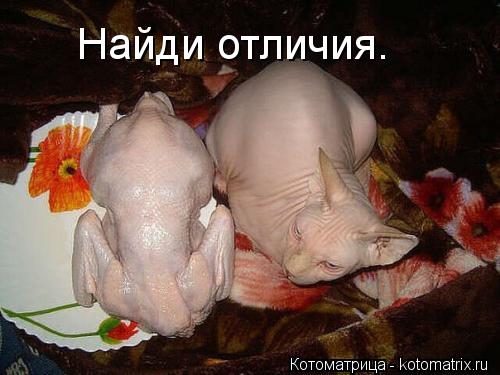 Найди отличия.... Котоматрица: Найди отличия.