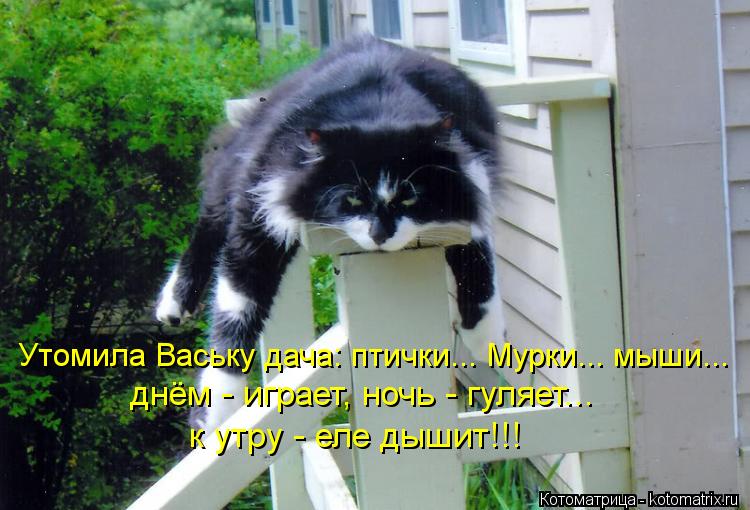 Утомила Ваську дача: птички... Мурки... мыши... днём - играет, ночь - гуляет... к утру - еле дышит!!!... Котоматрица: Утомила Ваську дача: птички... Мурки... мыши... днём - играет, ночь - гуляет... к утру - еле дышит!!!