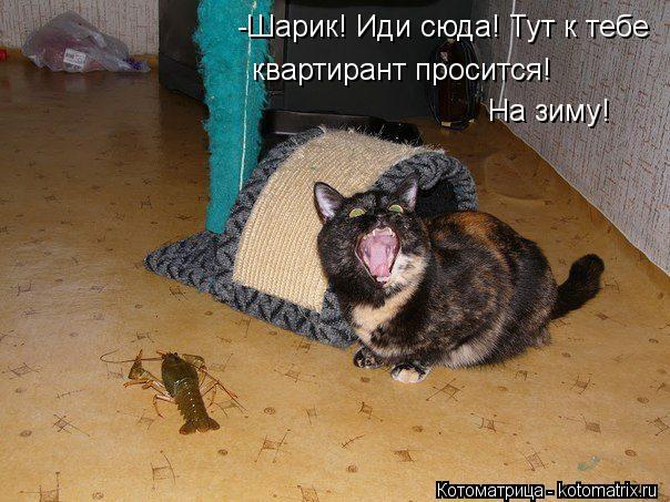 -Шарик! Иди сюда! Тут к тебе квартирант просится! На зиму!... Котоматрица: -Шарик! Иди сюда! Тут к тебе квартирант просится! На зиму!