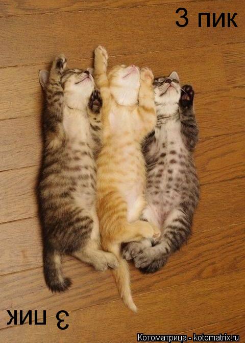 3 пик 3 пик... Котоматрица: 3 пик 3 пик