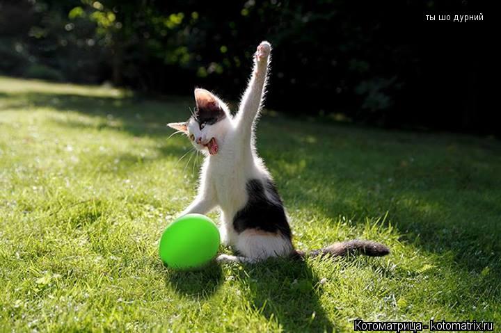 ты шо дурний... Котоматрица: ты шо дурний