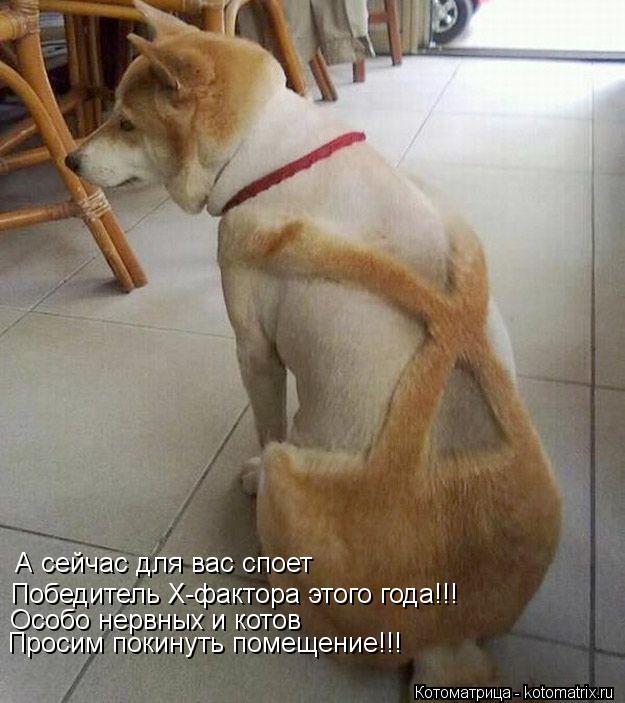 Котоматрица: А сейчас для вас споет Победитель Х-фактора этого года!!! Особо нервных и котов Особо нервных и котов Просим покинуть помещение!!!