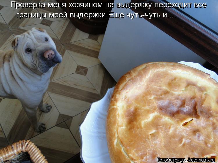 Котоматрица: границы моей выдержки!Еще чуть-чуть и.... Проверка меня хозяином на выдержку переходит все