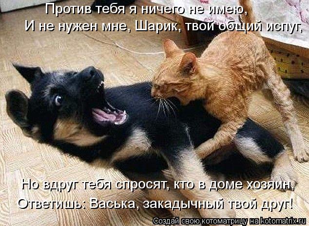 Против тебя я ничего не имею, И не нужен мне, Шарик, твой общий испуг, Но вдруг тебя спросят, кто в д... Котоматрица: Против тебя я ничего не имею, И не нужен мне, Шарик, твой общий испуг, Но вдруг тебя спросят, кто в доме хозяин, Ответишь: Васька, закадычный тв