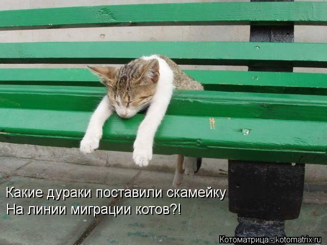 Какие дураки поставили скамейку На линии миграции котов?!... Котоматрица: Какие дураки поставили скамейку На линии миграции котов?!