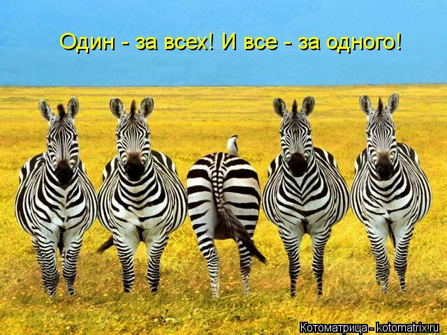 Один - за всех! Один - за всех! И все - за одного!... Котоматрица: Один - за всех! Один - за всех! И все - за одного!