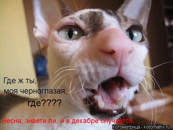 Котоматрица: Где ж ты, моя черноглазая, где???? Весна, знаете ли, и в декабре случается.