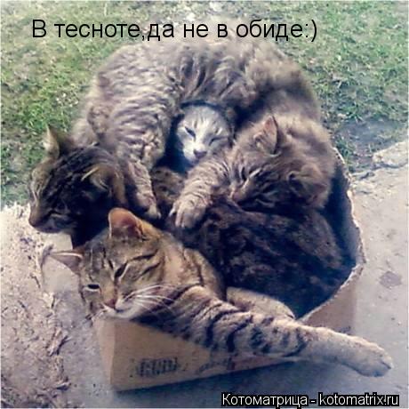 Котоматрица: В тесноте,да не в обиде:)