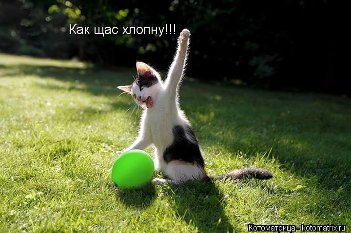 Котоматрица: Как щас хлопну!!!