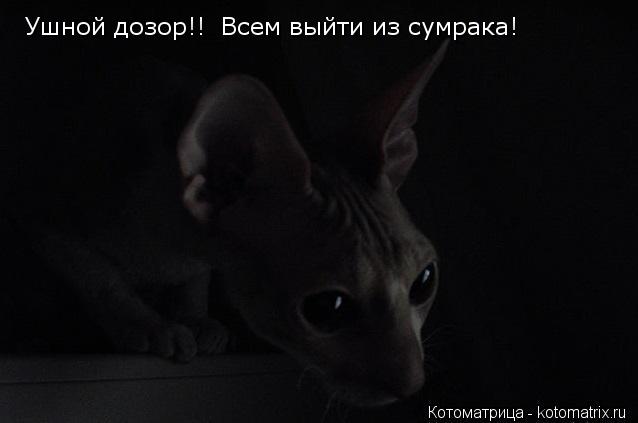 Котоматрица: Ушной дозор!!  Всем выйти из сумрака!