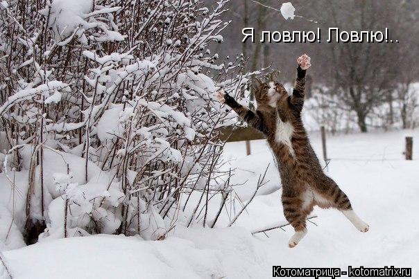 Я ловлю! Ловлю!..... Котоматрица: Я ловлю! Ловлю!..
