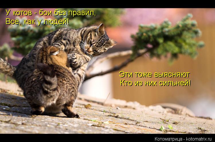 Котоматрица: У котов - бои без правил, Все, как у людей! Эти тоже выясняют Кто из них сильней!