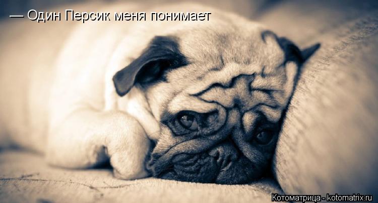 Котоматрица: — Один Персик меня понимает