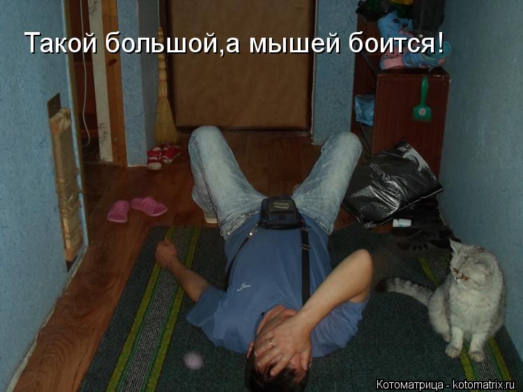 Котоматрица: Такой большой,а мышей боится!