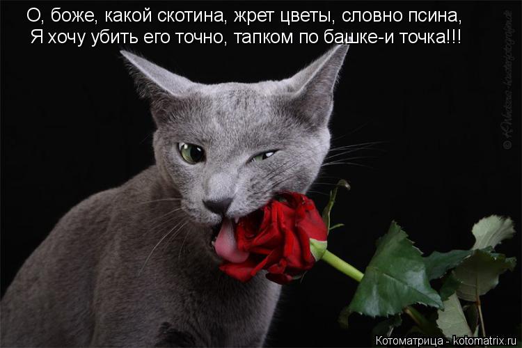 О, боже, какой скотина, жрет цветы, словно псина, Я хочу убить его точно, тапком по башке-и точка!!!... Котоматрица: О, боже, какой скотина, жрет цветы, словно псина, Я хочу убить его точно, тапком по башке-и точка!!!