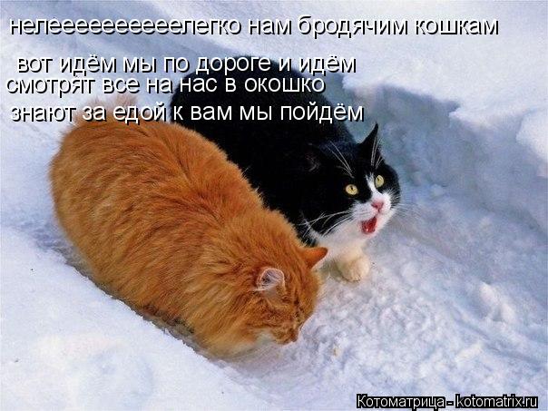 нелеееееееееелегко нам бродячим кошкам вот идём мы по дороге и идём смотрят все на нас в окошко знают... Котоматрица: нелеееееееееелегко нам бродячим кошкам вот идём мы по дороге и идём смотрят все на нас в окошко знают за едой к вам мы пойдём