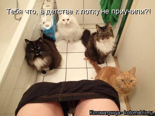 Тебя что, в детстве к лотку не приучили?!... Котоматрица: Тебя что, в детстве к лотку не приучили?!