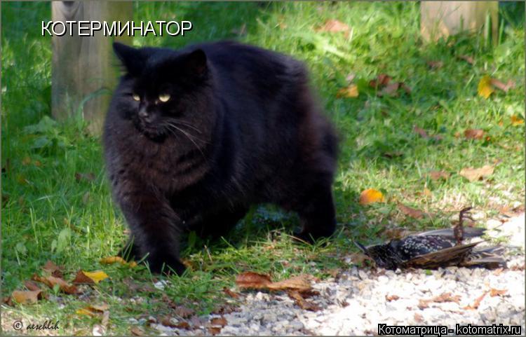 Котоматрица: КОТЕРМИНАТОР