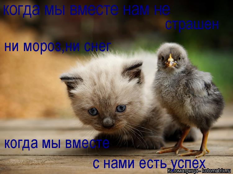 когда мы вместе нам не страшен ни мороз,ни снег когда мы вместе с нами есть успех... Котоматрица: когда мы вместе нам не страшен ни мороз,ни снег когда мы вместе с нами есть успех