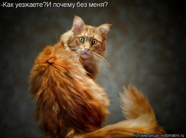 -Как уезжаете?И почему без меня?... Котоматрица: -Как уезжаете?И почему без меня?